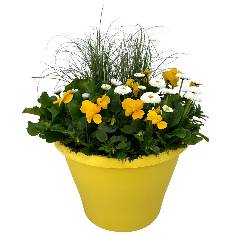 Gelber Topf mit Stiefmütterchen und Gänseblümchen