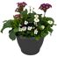 Blumentopf mit Frühlingsblumen
