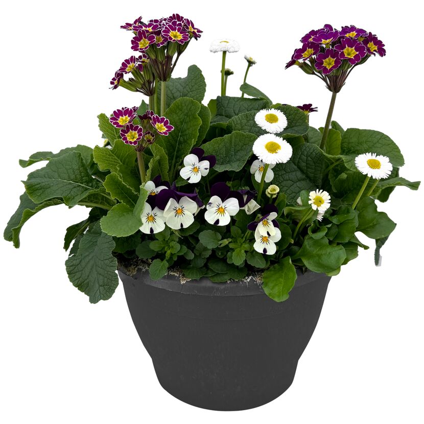 Blumentopf mit Frühlingsblumen