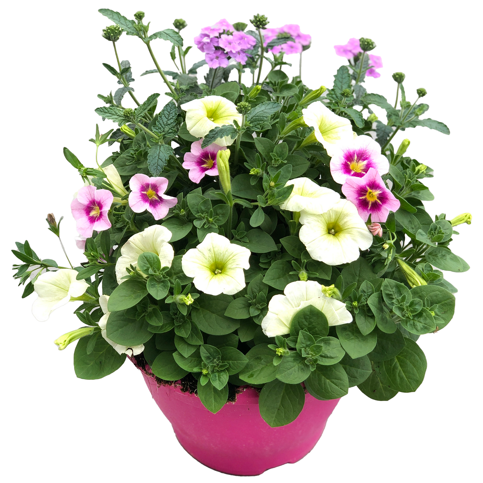 Trio-Mix 'Confetti Garden' Ton in Ton 19 cm Topf