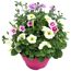 Trio-Mix 'Confetti Garden' Ton in Ton 19 cm Topf