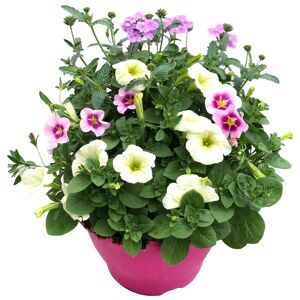 Trio-Mix 'Confetti Garden' Ton in Ton 19 cm Topf