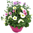 Trio-Mix 'Confetti Garden' Ton in Ton 19 cm Topf