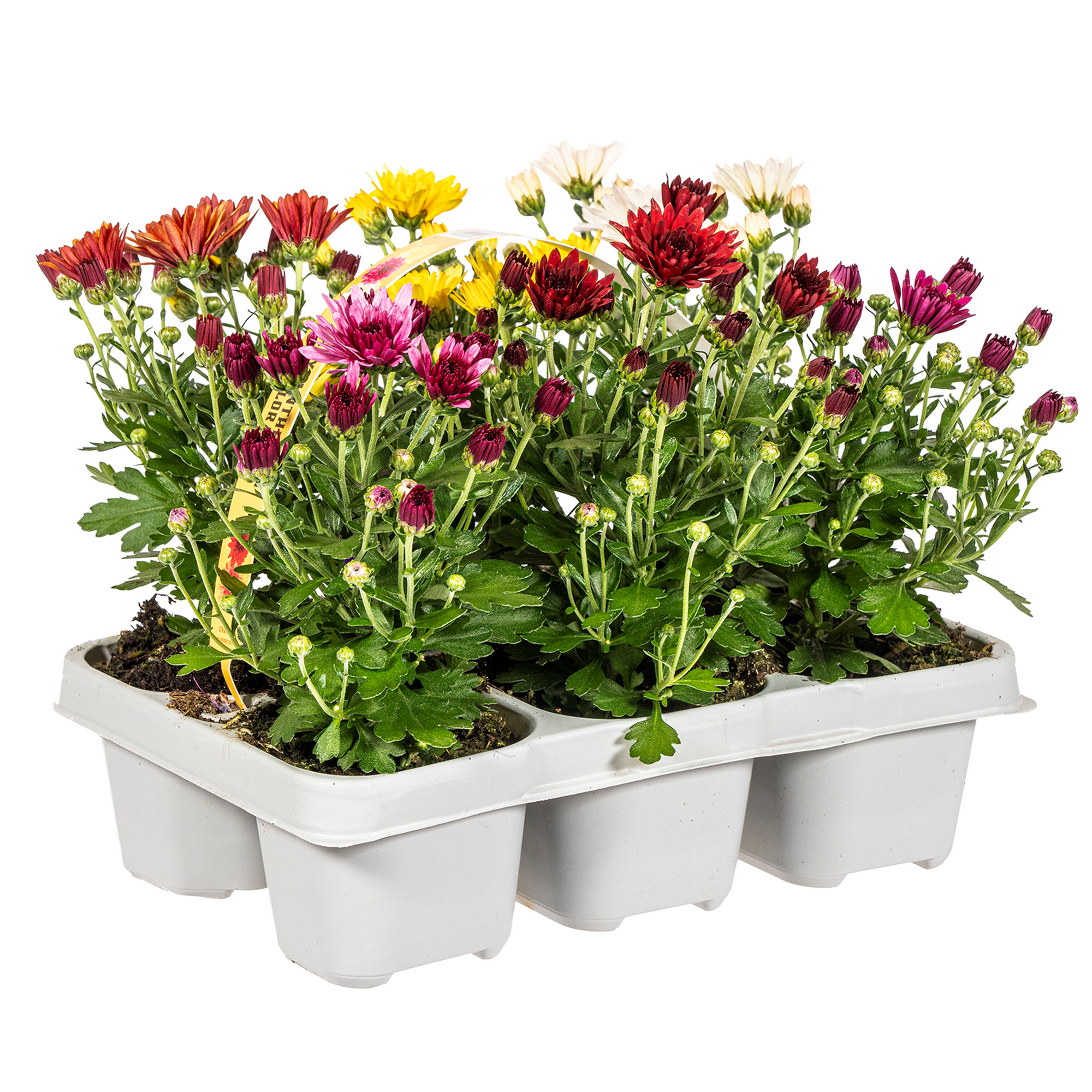 Herbst-Chrysanthemen verschiedene Farben 6er-Tray