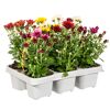 Herbst-Chrysanthemen verschiedene Farben 6er-Tray