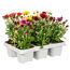Herbst-Chrysanthemen verschiedene Farben 6er-Tray