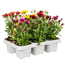 Herbst-Chrysanthemen verschiedene Farben 6er-Tray
