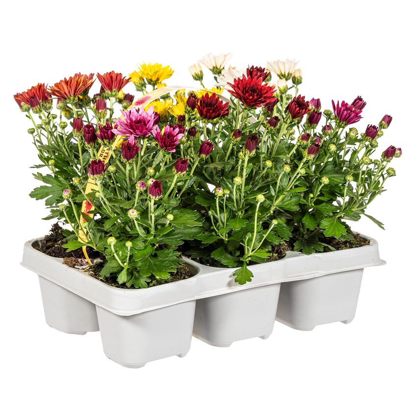 Herbst-Chrysanthemen verschiedene Farben 6er-Tray