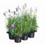 Lavendel blau-weiß 6er-Tray