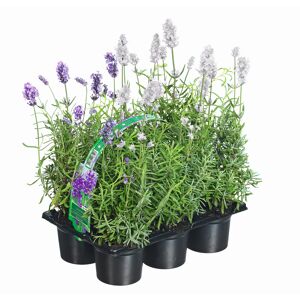 Lavendel blau-weiß 6er-Tray