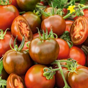 Cocktailtomate 'DattoChoco' 10,5 cm Topf