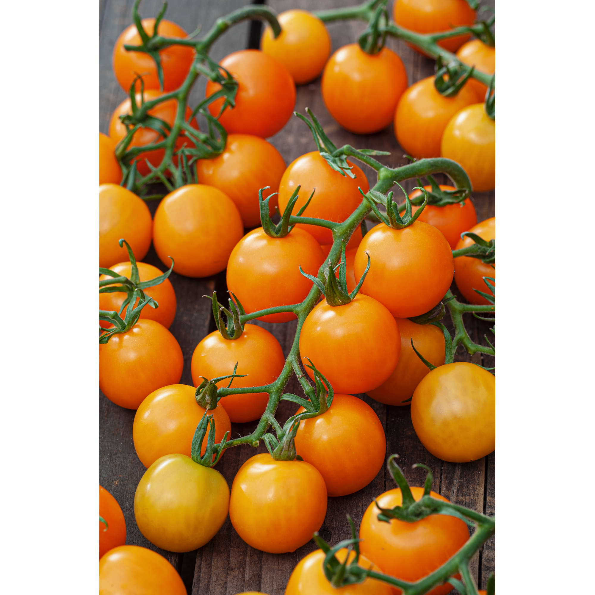 Cocktailtomate 'Merrygold' 10,5 cm Topf