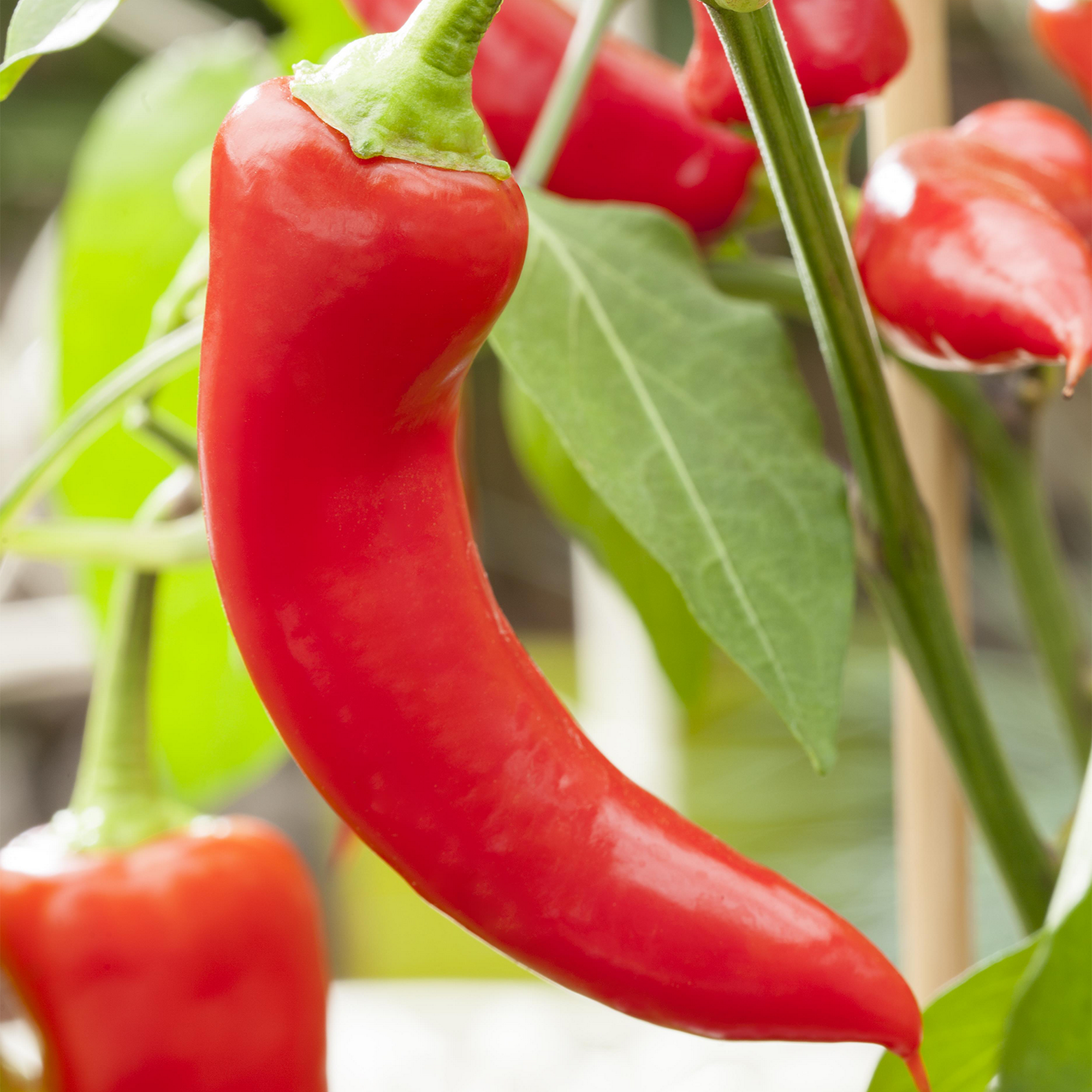 Türkische Paprika 'Sumher' 10,5 cm Topf