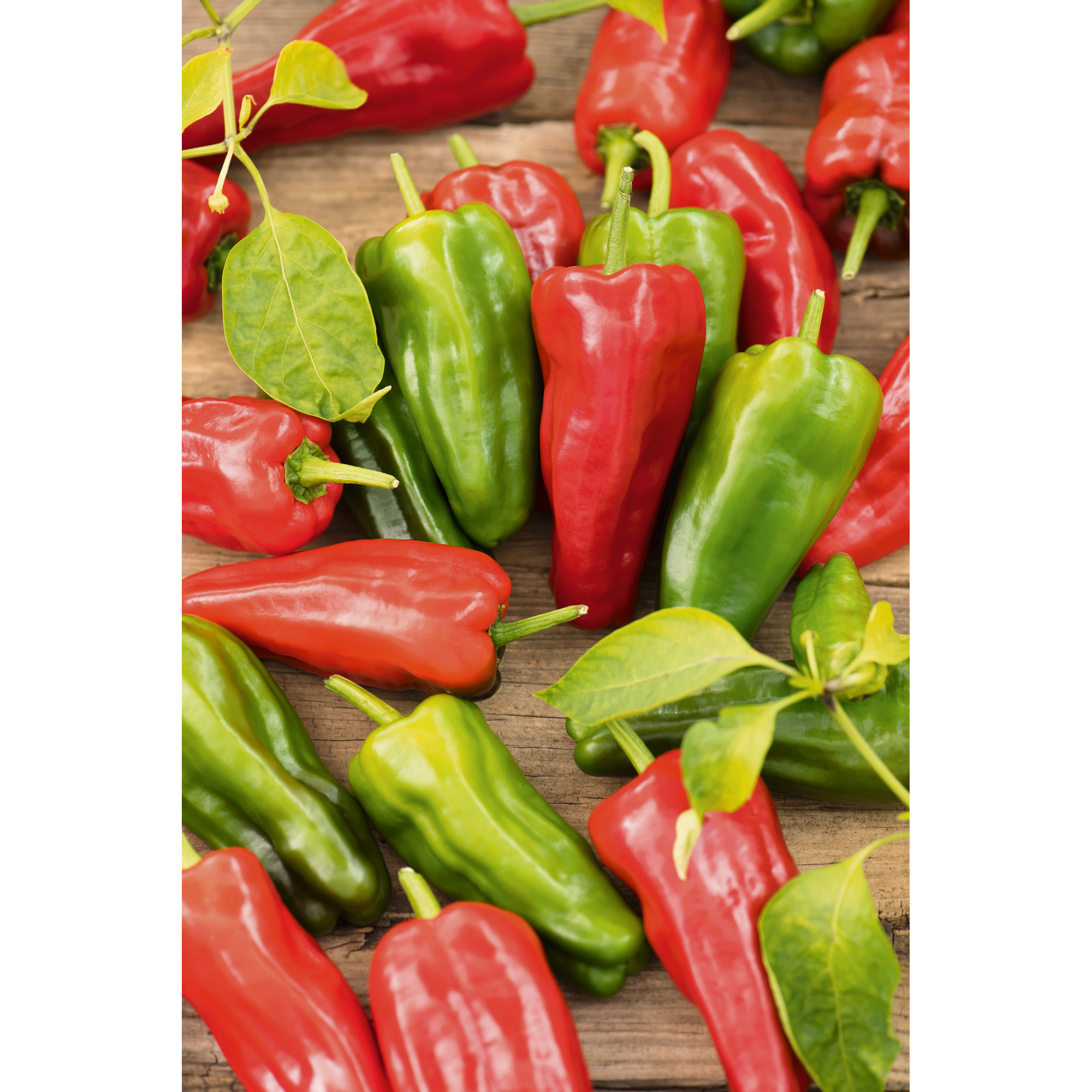 Spitzpaprika 'Padron' grün mild 10,5 cm Topf