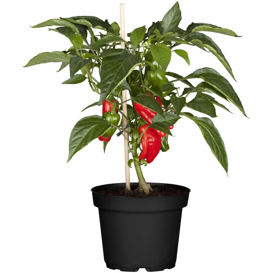 Blockpaprika 'California Wonder' rot 10,5 cm Topf