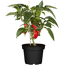 Blockpaprika 'California Wonder' rot 10,5 cm Topf