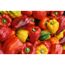 Blockpaprika 'California Wonder' rot 10,5 cm Topf