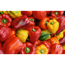 Blockpaprika 'California Wonder' rot 10,5 cm Topf