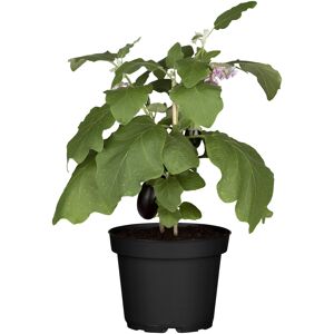 Aubergine 10,5 cm Topf