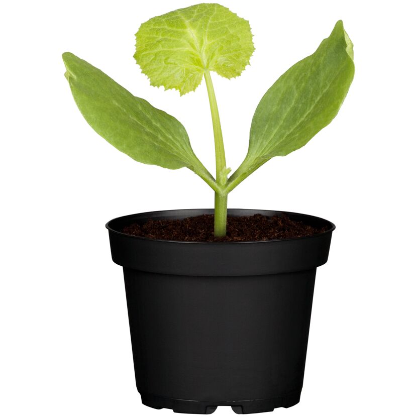 Zucchini 'Diamant' grün-panaschiert 10,5 cm Topf