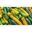 Zucchini 'Diamant' grün-panaschiert 10,5 cm Topf