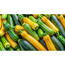 Zucchini 'Diamant' grün-panaschiert 10,5 cm Topf
