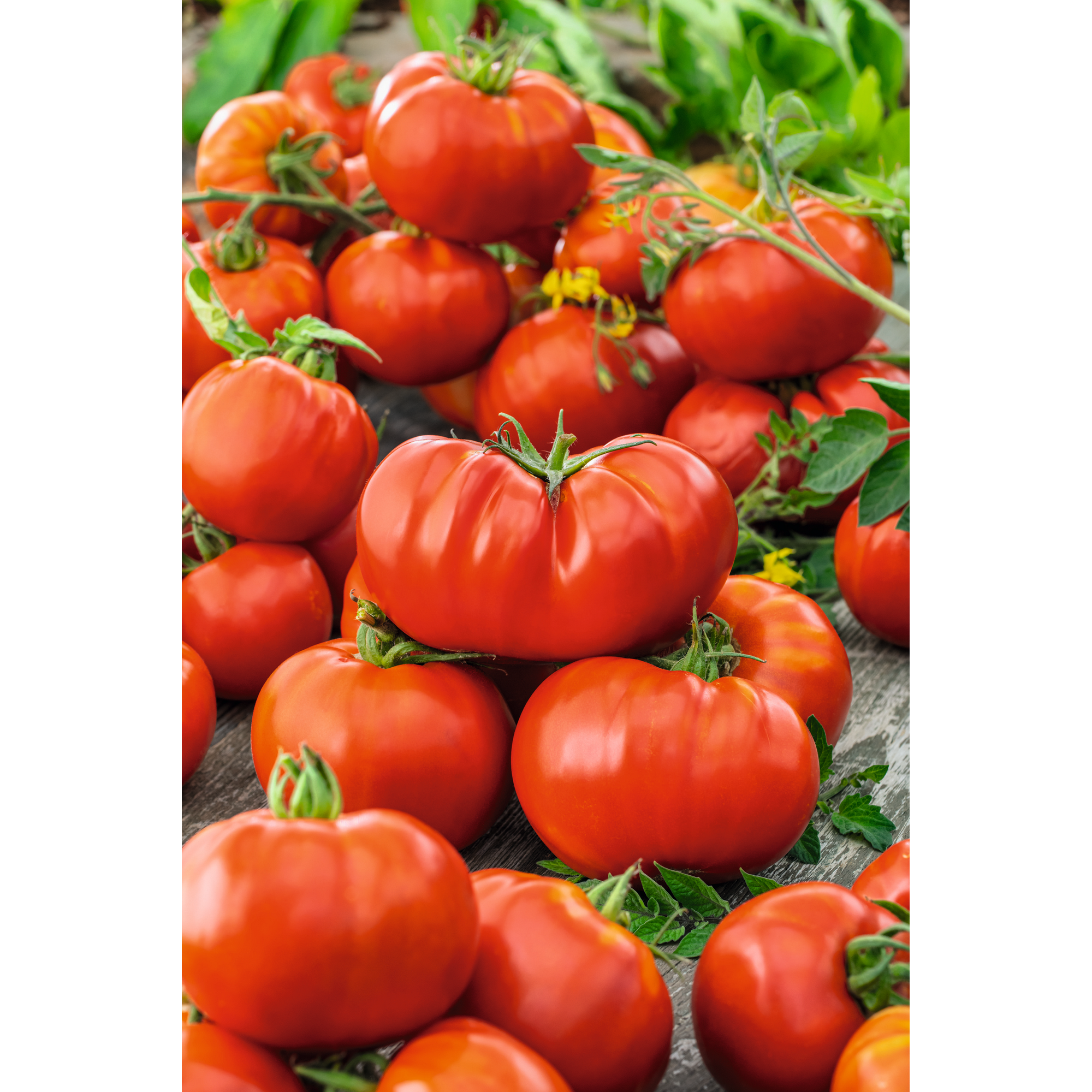 Tomate gerippt 'Costuluto' 10,5 cm Topf