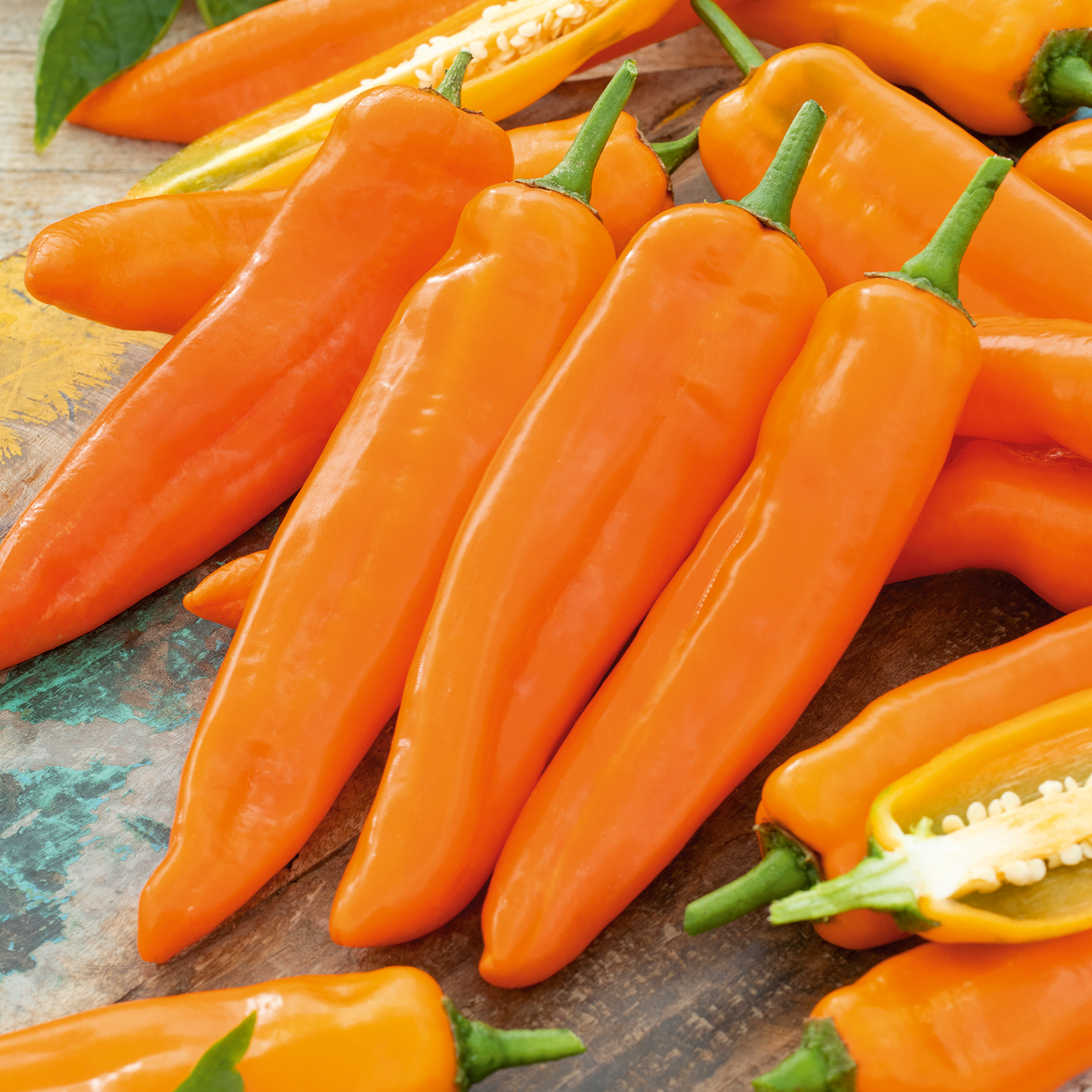 Spitzpaprika 'Coronor', 10,5 cm Topf