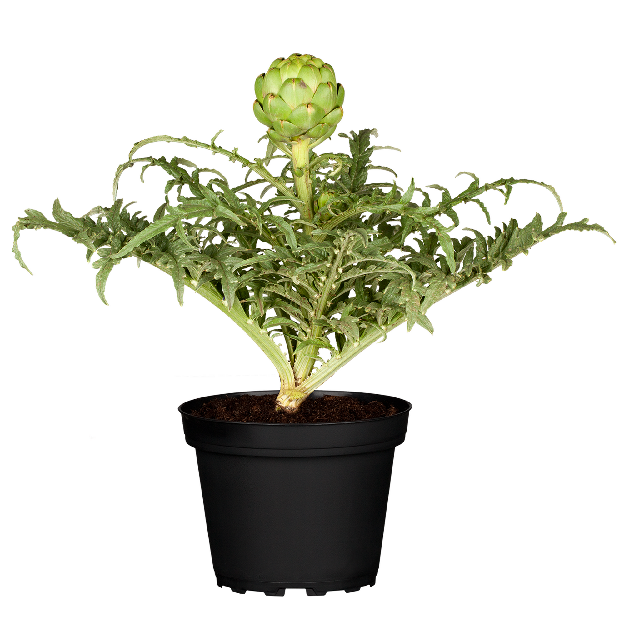Artischocke 'Vert de Provence' 10,5 cm Topf