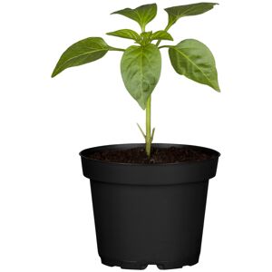 Jalapeno 10,5 cm Topf
