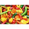 Jalapeno 10,5 cm Topf