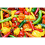 Jalapeno 10,5 cm Topf