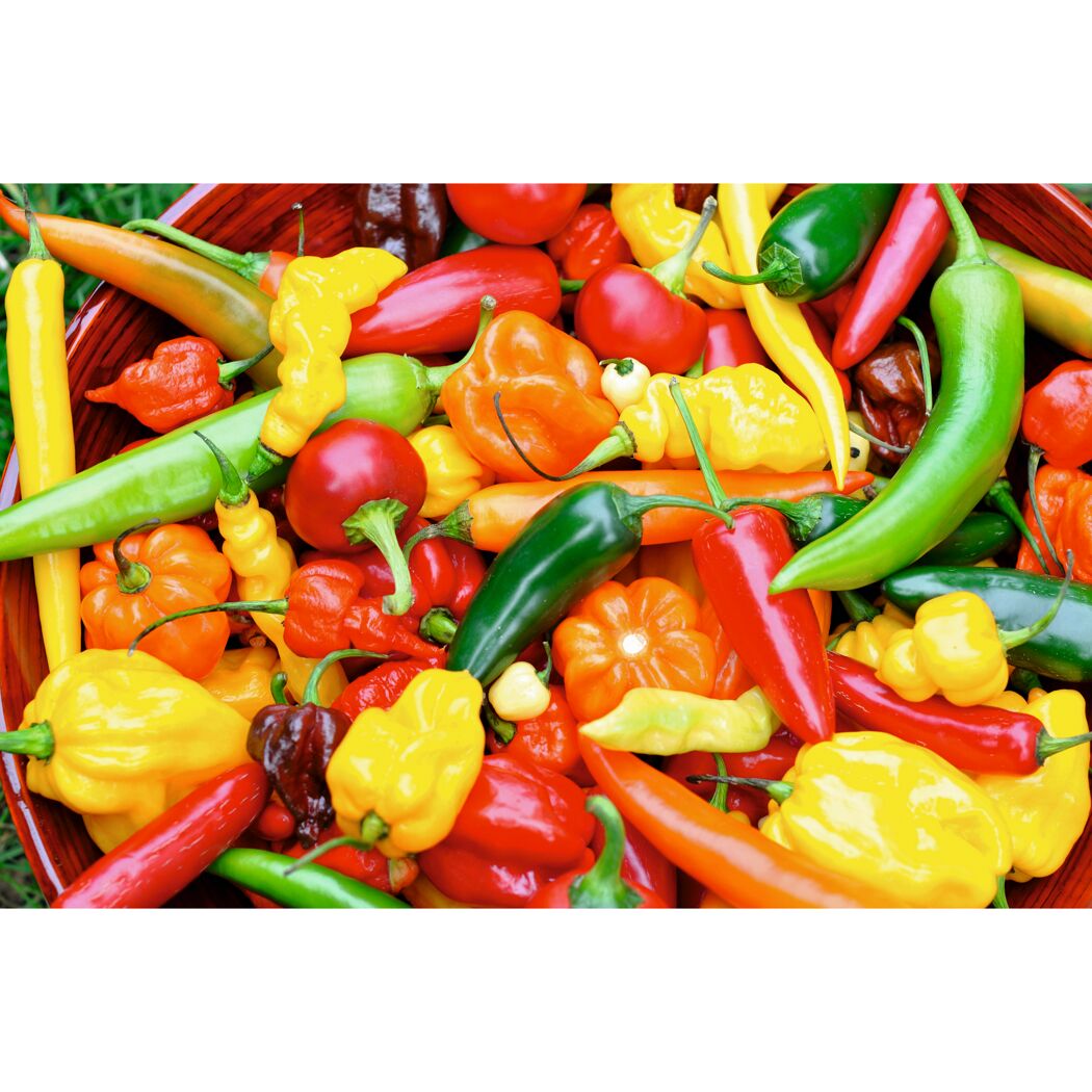 Jalapeno 10,5 cm Topf