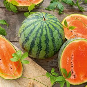 Mini-Wassermelone gestreift 10,5 cm Topf