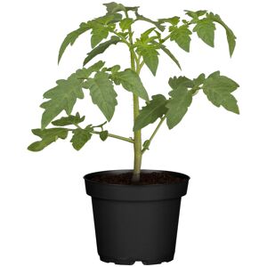 Rispentomaten 'Royal Dreams' veredelt 12 cm Topf
