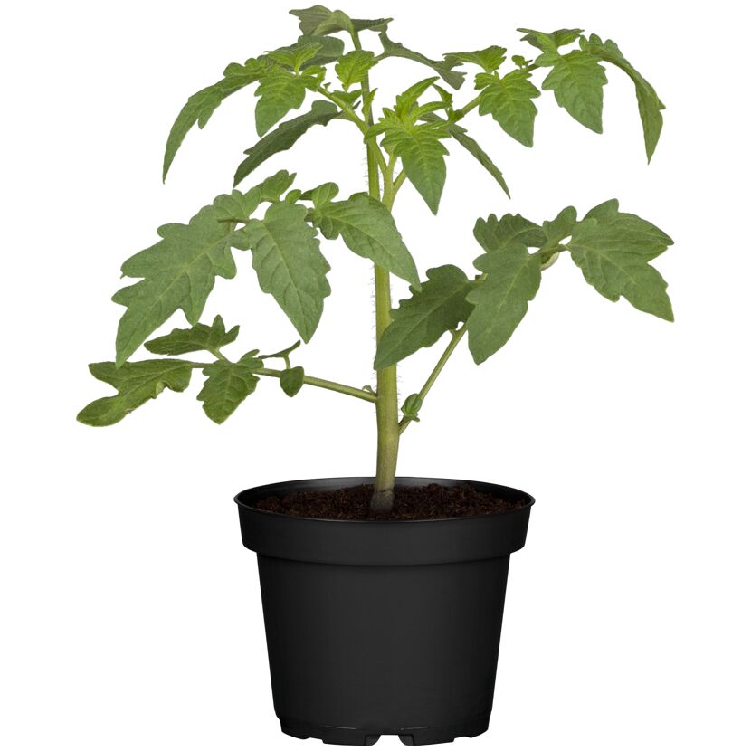 Rispentomaten 'Royal Dreams' veredelt 12 cm Topf