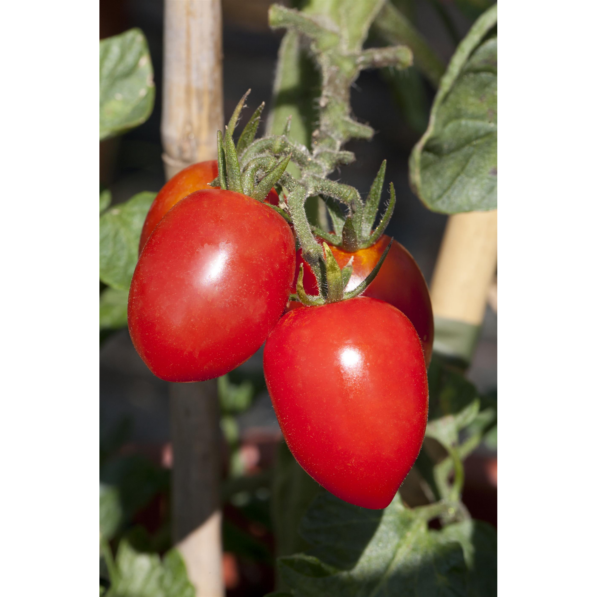 Herztomate 'Santonio' 10,5 cm Topf