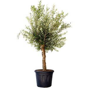 Oliven-Stamm 150-175 cm, 44 cm Topf