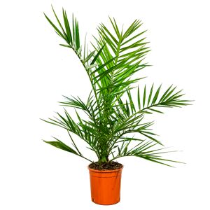Kanarische Dattelpalme 50 cm Topf 14 cm