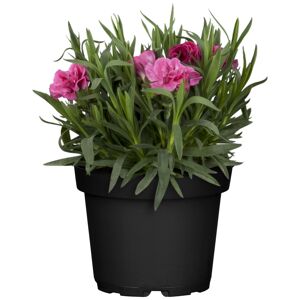 Nelke Colores® 12 cm Topf