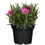 Nelke Colores® 12 cm Topf