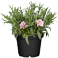Nelke Colores® 12 cm Topf