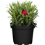 Nelke Colores® 12 cm Topf
