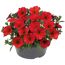 Petunie 'Sky' verschiedene Farben 23 cm Schale