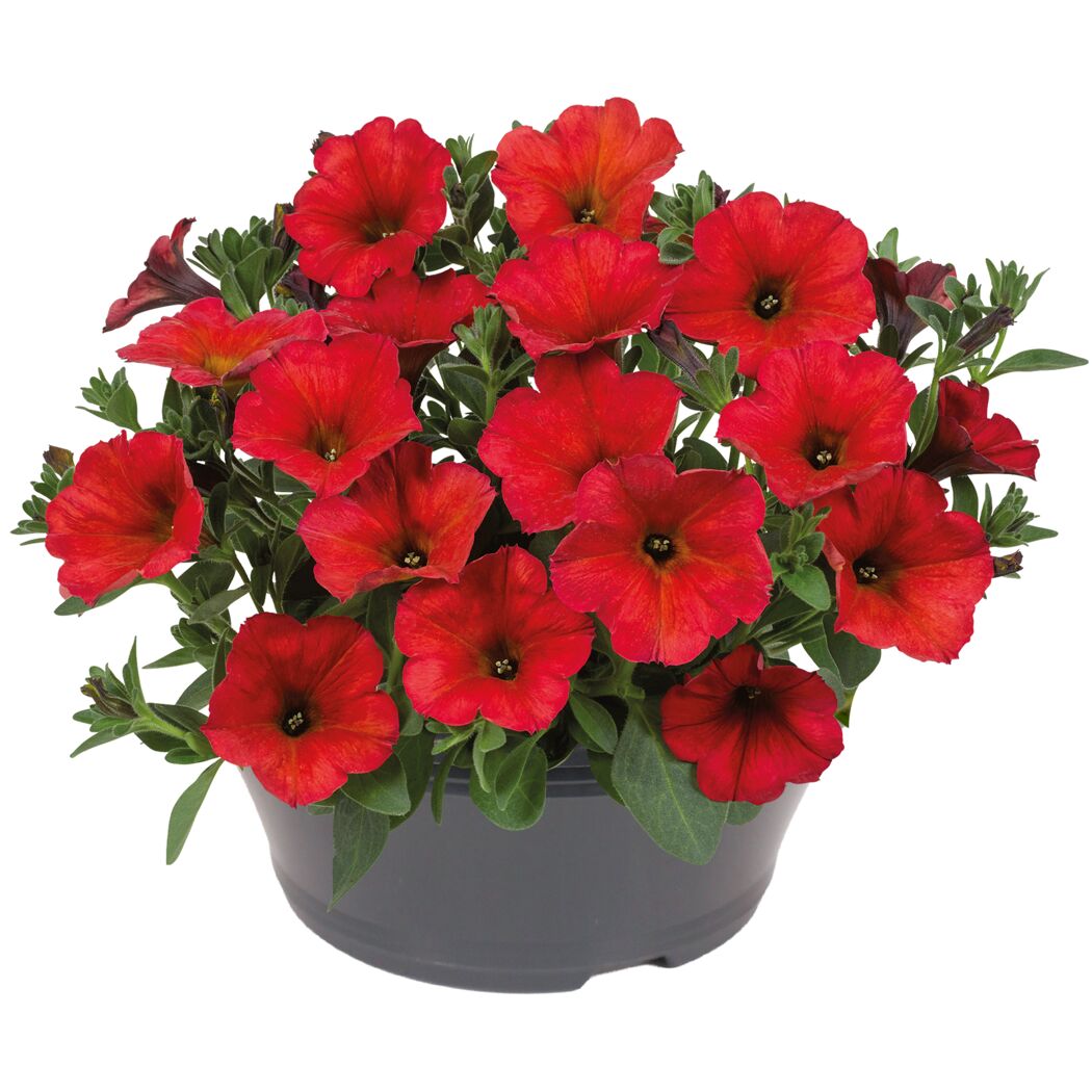 Petunie 'Sky' verschiedene Farben 23 cm Schale