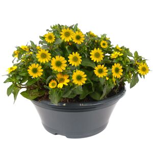 Husarenknöpfchen 23 cm Topf