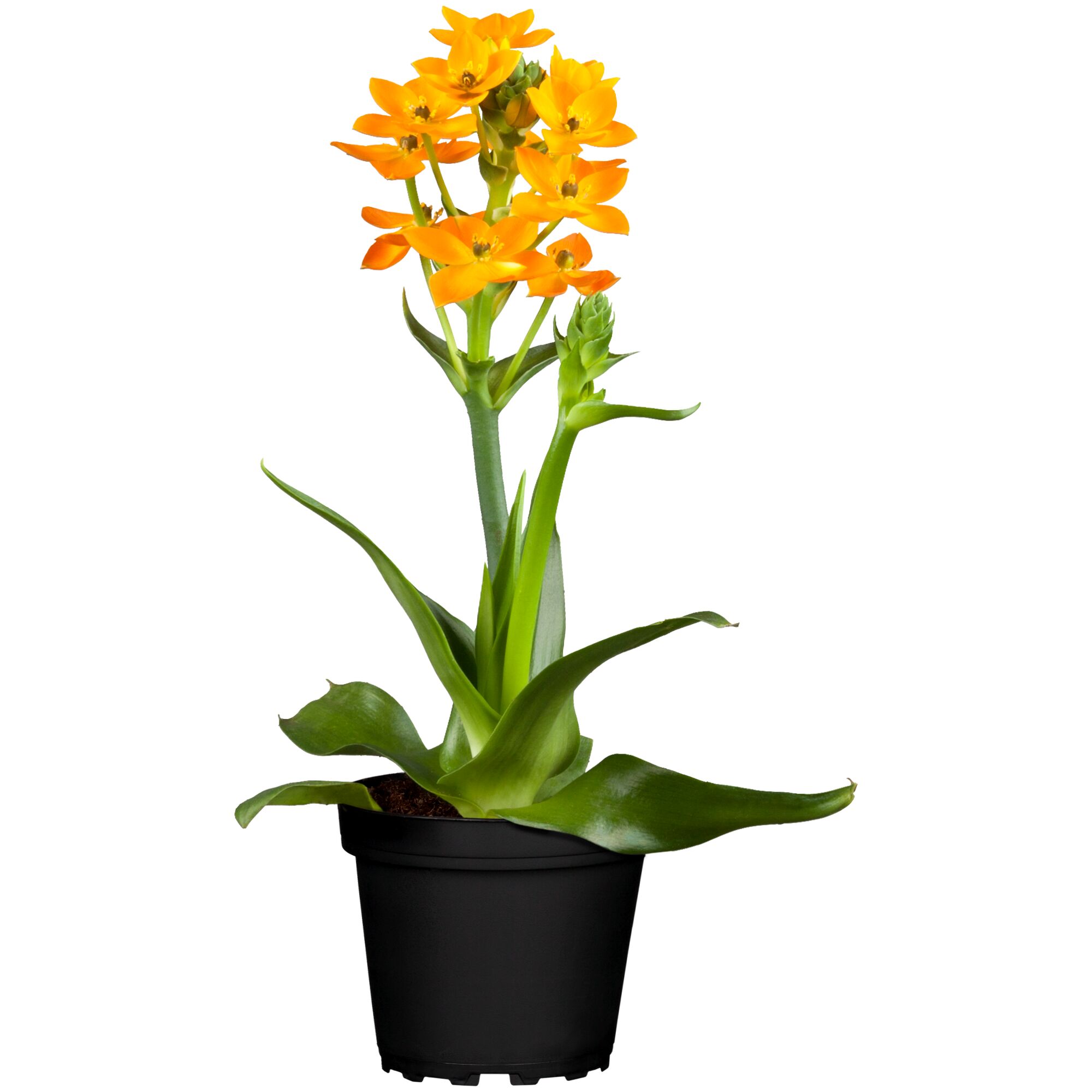 Topfpflanze mit orangen Blüten