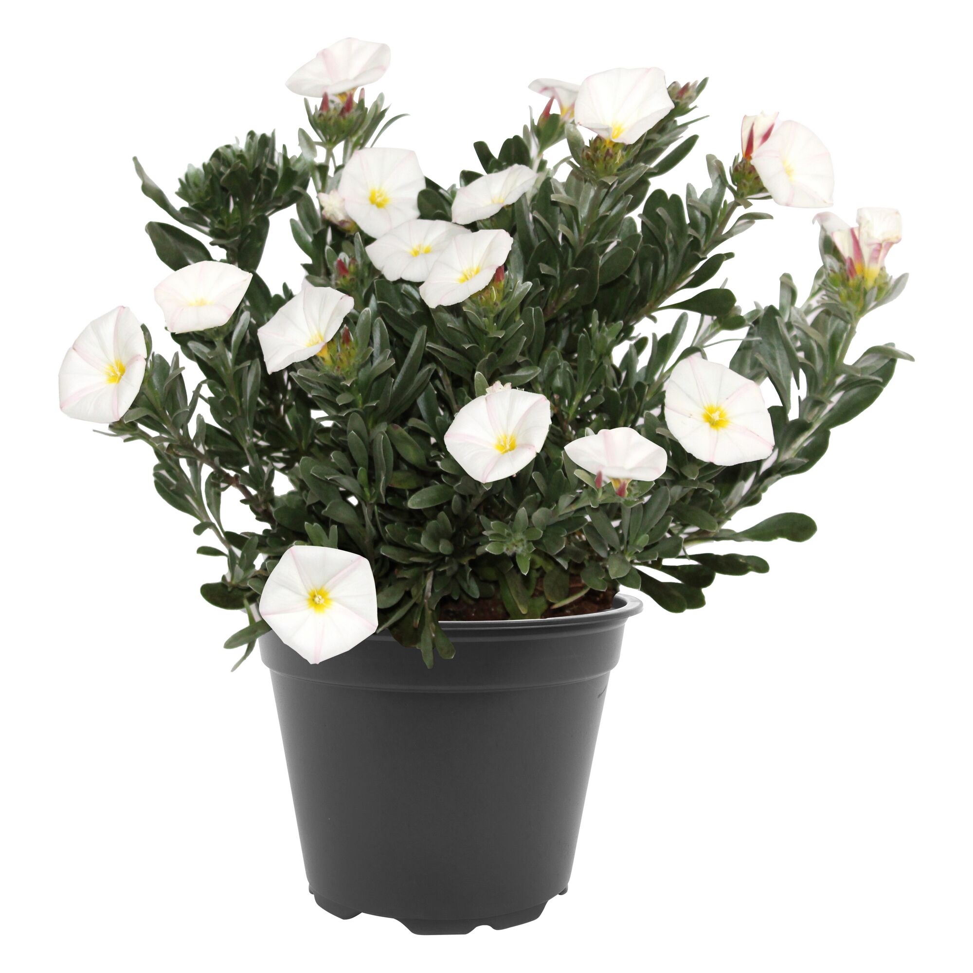 Topfpflanze mit weißen Blüten