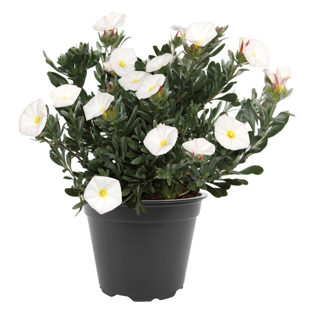 Topfpflanze mit weißen Blüten
