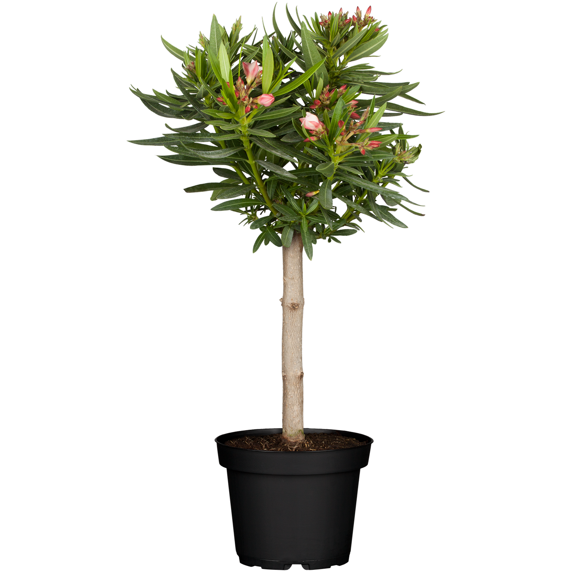 Oleander-Stämmchen 18 cm Topf